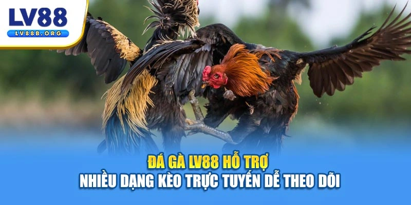Đá gà LV88 hỗ trợ nhiều dạng kèo trực tuyến dễ theo dõi