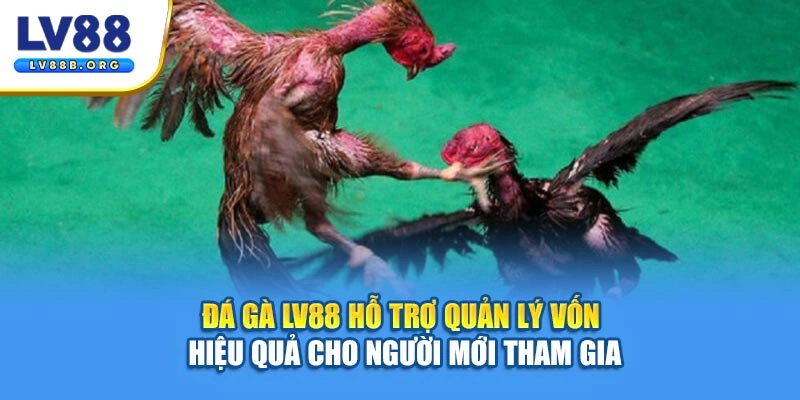 Đá gà LV88 hỗ trợ quản lý vốn hiệu quả cho người mới tham gia
